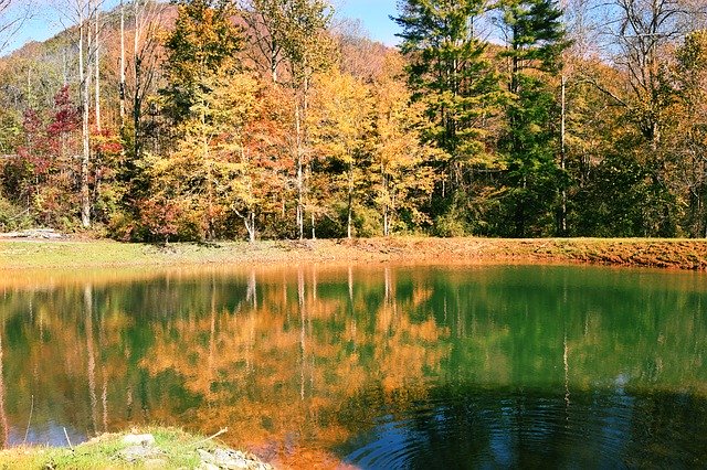 Gratis download Fall Trees Autumn - gratis foto of afbeelding om te bewerken met GIMP online afbeeldingseditor