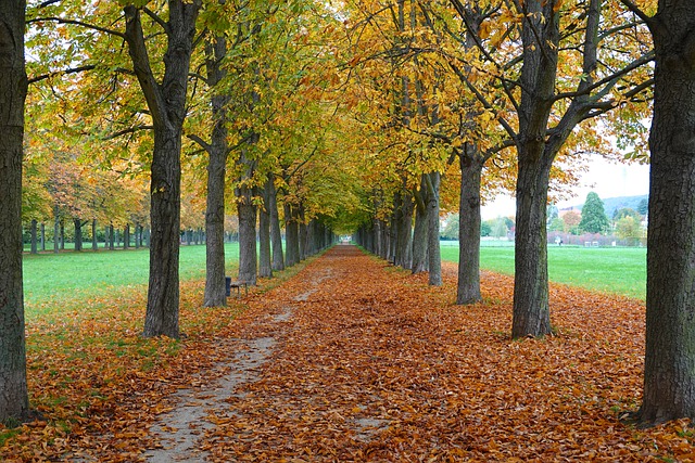 Free download fall trees avenue leaves free picture to be edited with GIMP free online image editor