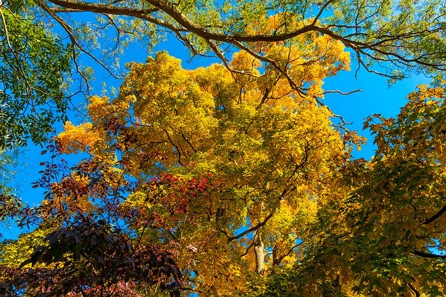Descarga gratuita Fall Trees Colorful - foto o imagen gratuita para editar con el editor de imágenes en línea GIMP