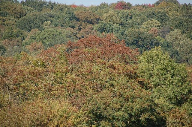 Бесплатно скачать Осенние деревья и лес - бесплатную фотографию или картинку для редактирования с помощью онлайн-редактора изображений GIMP