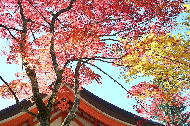 Free download fall tree temple red leaves autumn free picture to be edited with GIMP free online image editor