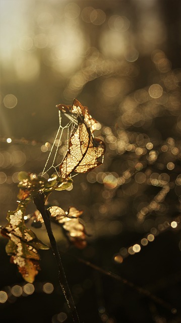 Free download fall twig bokeh spider web autumn free picture to be edited with GIMP free online image editor