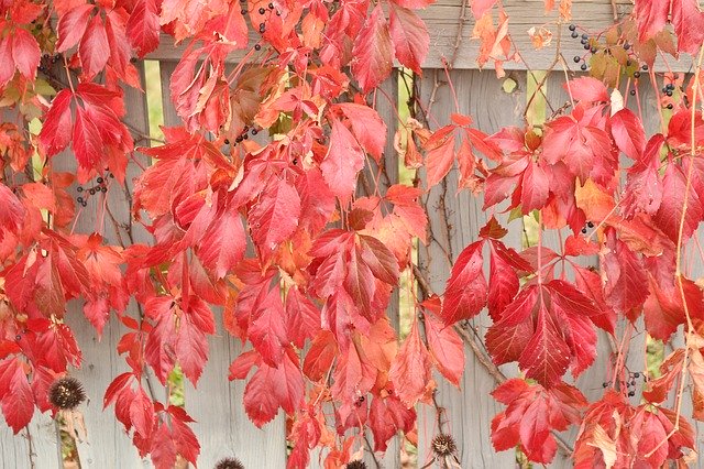 Free download Fall Vine Vegetation -  free photo or picture to be edited with GIMP online image editor