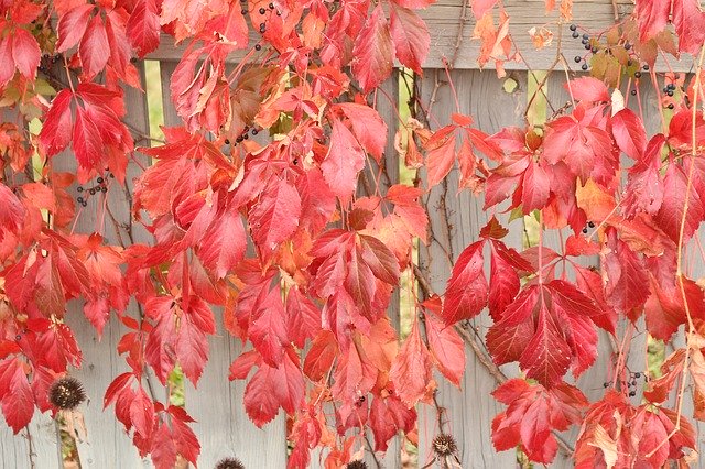 Descărcare gratuită Fall Vine Vegetation - fotografie sau imagini gratuite pentru a fi editate cu editorul de imagini online GIMP