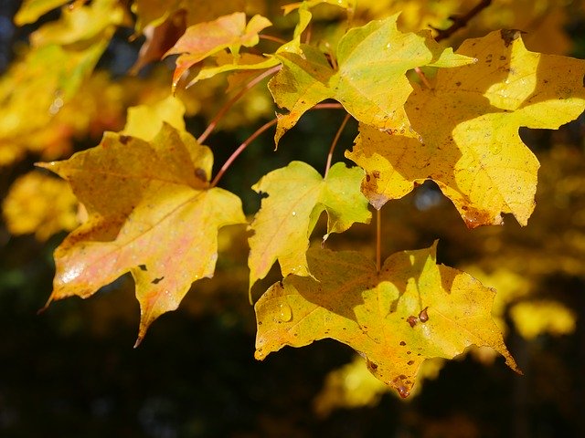 Unduh gratis Fall Winter Leaves - foto atau gambar gratis untuk diedit dengan editor gambar online GIMP