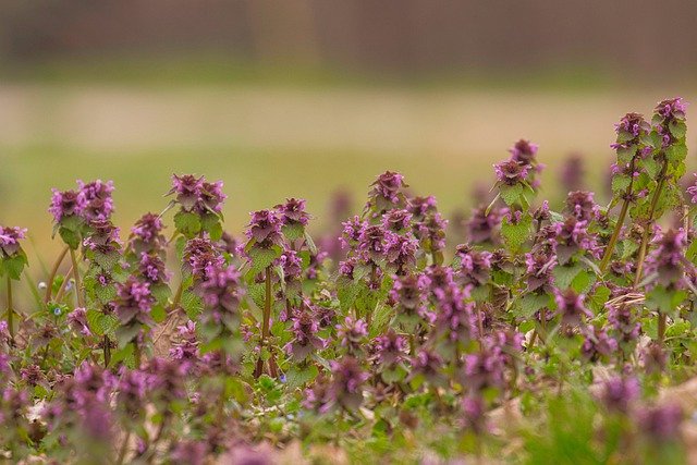 Descargue gratis la imagen gratuita del campo de plantas de flores de ortiga falsa para editar con el editor de imágenes en línea gratuito GIMP