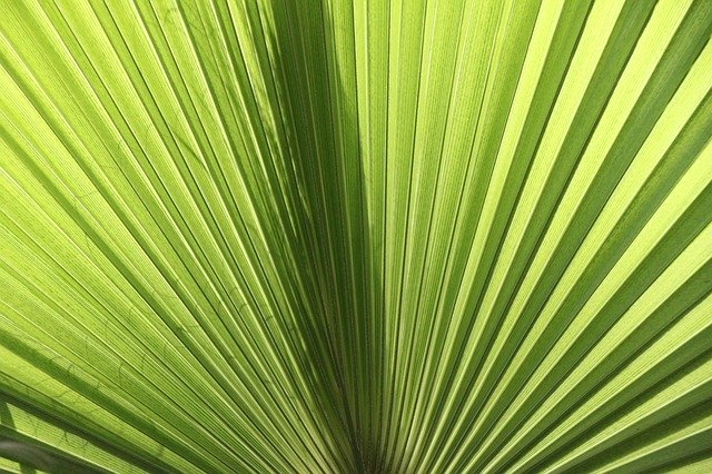 Free download Fan Palm James Fronds Close -  free photo or picture to be edited with GIMP online image editor
