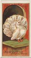 Free download Fantail Pigeon, from the Birds of America series (N4) for Allen & Ginter Cigarettes Brands free photo or picture to be edited with GIMP online image editor