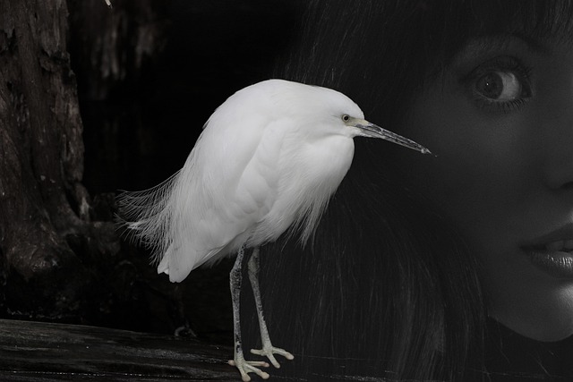 Free download fantasy bird face fear be amazed free picture to be edited with GIMP free online image editor