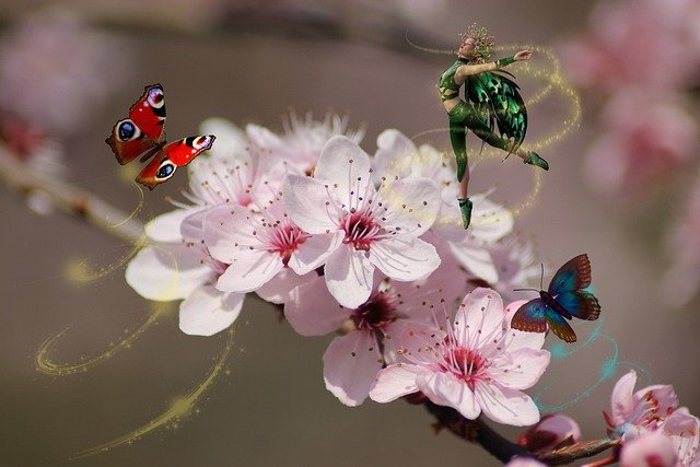 Free download fantasy fairy cherry blossom free picture to be edited with GIMP free online image editor
