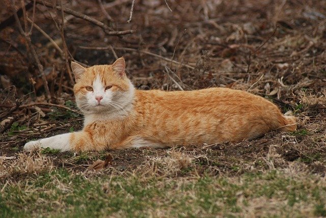 Bezpłatne pobieranie szablonu Farm Cat Yellow do edycji za pomocą internetowego edytora obrazów GIMP