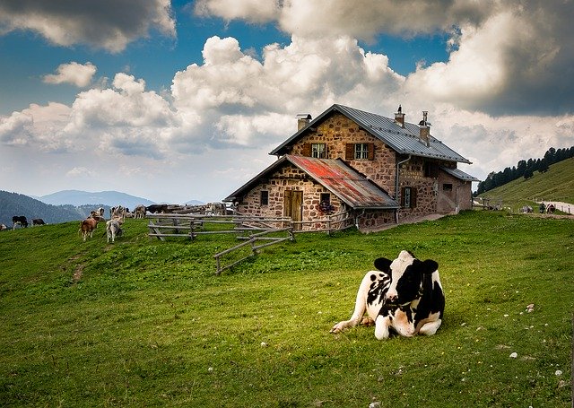 Free picture Farm Cow Animal -  to be edited by GIMP free image editor by OffiDocs