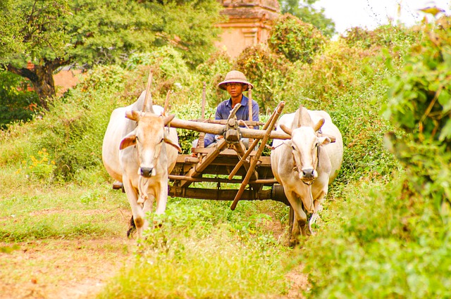 Free download farmer ox carts ox cart free picture to be edited with GIMP free online image editor