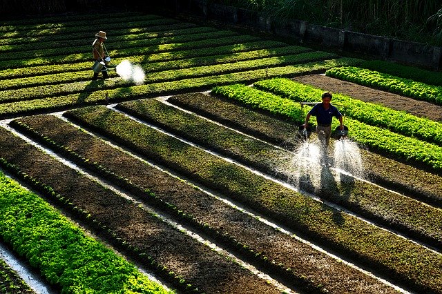 Free download Farmer Watering Vegetables Make -  free photo or picture to be edited with GIMP online image editor