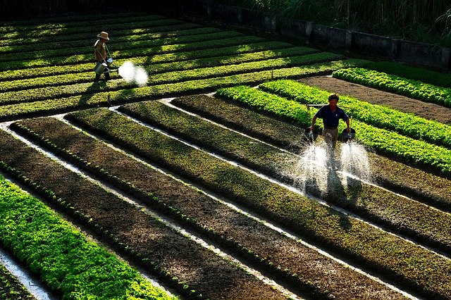 Kostenloser Download Farmer Watering Vegetables Make - kostenloses Foto oder Bild zur Bearbeitung mit GIMP Online-Bildbearbeitung