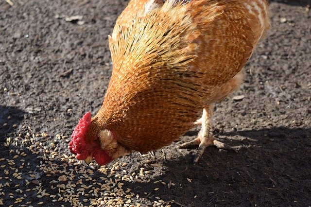 Kostenloser Download Farm Farming Animal - kostenloses Foto oder Bild zur Bearbeitung mit GIMP Online-Bildbearbeitung