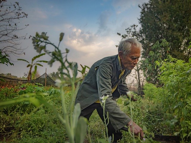 Template Photo Farm Man Thai Farmer -  for OffiDocs