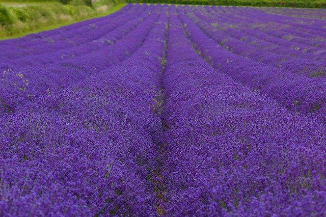 Free download Farm Purple Field -  free photo or picture to be edited with GIMP online image editor