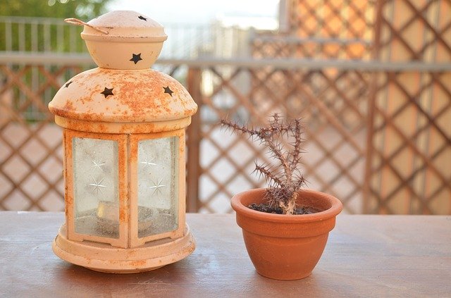 Free download Farolito Cactus -  free photo or picture to be edited with GIMP online image editor