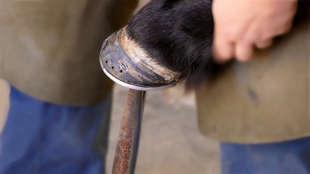 Free download farrier shoeing horseshoe shoe free picture to be edited with GIMP free online image editor