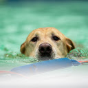 Fast Swimming Dog  screen for extension Chrome web store in OffiDocs Chromium