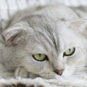 Fat cat  screen for extension Chrome web store in OffiDocs Chromium
