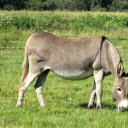 fat donkey  screen for extension Chrome web store in OffiDocs Chromium