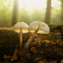 Fat egg mushroom  screen for extension Chrome web store in OffiDocs Chromium
