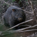 Fat gray koala  screen for extension Chrome web store in OffiDocs Chromium