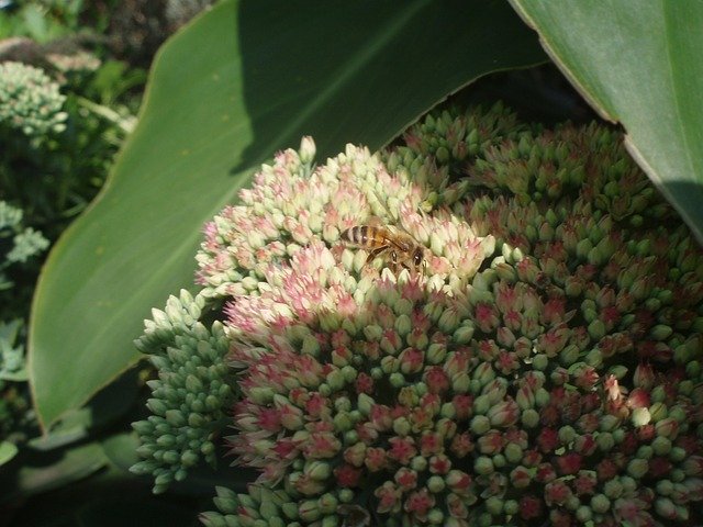 Free picture Fat Hen Plant Bee -  to be edited by GIMP free image editor by OffiDocs