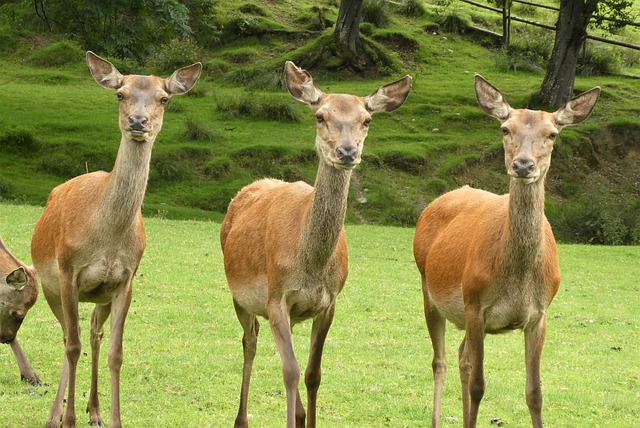 Bezpłatne pobieranie darmowego obrazu ojca davida jelenia kobiety jelenia do edycji za pomocą bezpłatnego internetowego edytora obrazów GIMP