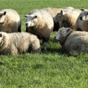 Fat,plump sheep  screen for extension Chrome web store in OffiDocs Chromium