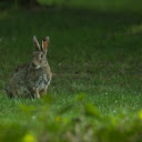 Fat Rabbit  screen for extension Chrome web store in OffiDocs Chromium