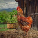 Fat Rooster  screen for extension Chrome web store in OffiDocs Chromium