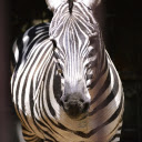 Fat Zebra  screen for extension Chrome web store in OffiDocs Chromium