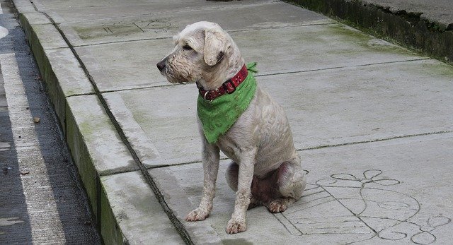 Free download Fauna Animal Dog -  free photo or picture to be edited with GIMP online image editor