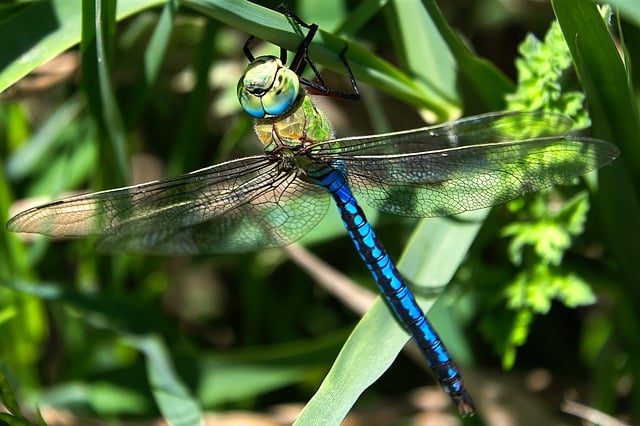 Free download fauna detail wild decoration free picture to be edited with GIMP free online image editor