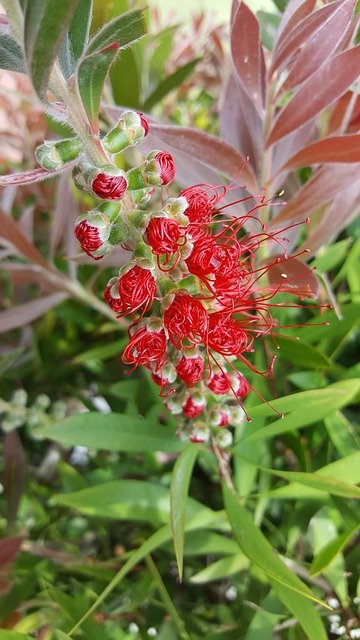 Free download Fauna Flowers -  free photo or picture to be edited with GIMP online image editor