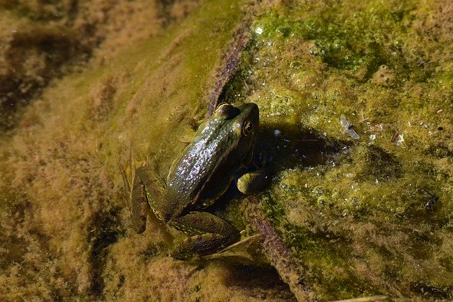 Download gratuito Fauna Frog Nature Pissed - foto o immagine gratuita da modificare con l'editor di immagini online di GIMP