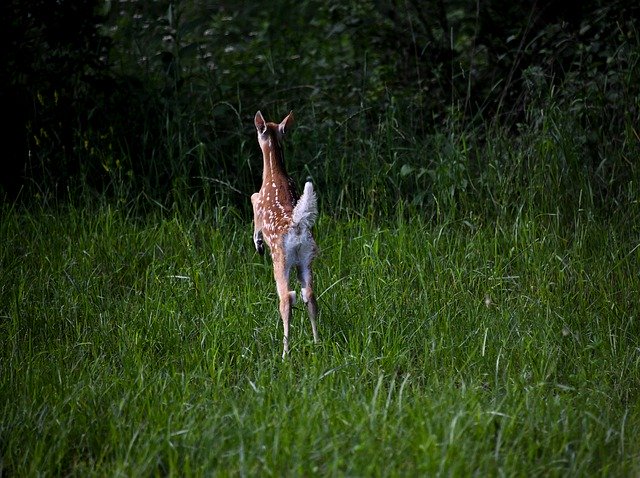 Free picture Fawn Deer Baby -  to be edited by GIMP free image editor by OffiDocs