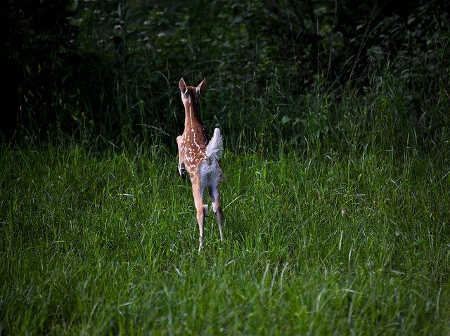 Descărcare gratuită ilustrație gratuită Fawn Deer Baby pentru a fi editată cu editorul de imagini online GIMP