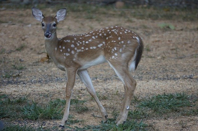 Muat turun percuma Fawn Deer Nature - foto atau gambar percuma untuk diedit dengan editor imej dalam talian GIMP