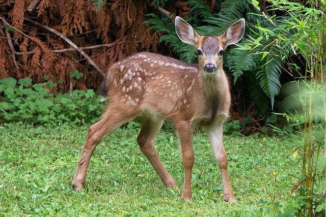 Free download fawn deer wildlife nature wild free picture to be edited with GIMP free online image editor