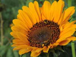 Free download fayette-2016-08-24-hurst free photo or picture to be edited with GIMP online image editor