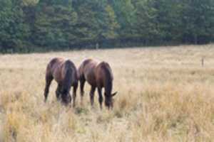 Free download fayette-grazing-2016-09-08 free photo or picture to be edited with GIMP online image editor