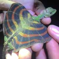 Free download FB IMG 15436942454494596 free photo or picture to be edited with GIMP online image editor