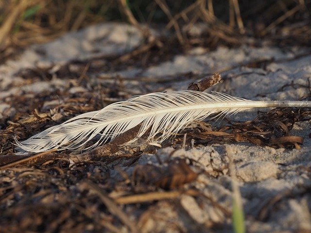 Free download Feather Beach Sand -  free photo or picture to be edited with GIMP online image editor