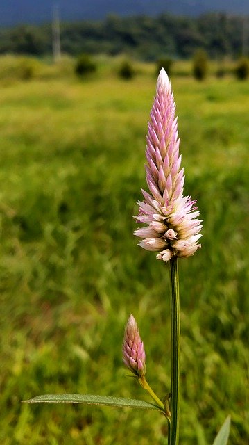 Unduh gratis Feather Cockscomb Celosia Argentea - foto atau gambar gratis untuk diedit dengan editor gambar online GIMP