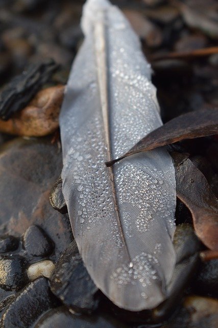 Muat turun percuma Feather Drip Bird Close - foto atau gambar percuma untuk diedit dengan editor imej dalam talian GIMP