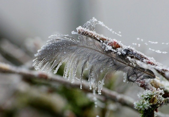 免费下载羽毛霜白霜冬季免费图片可使用 GIMP 免费在线图像编辑器进行编辑